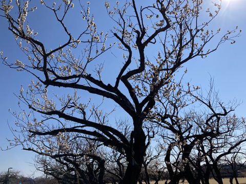 IMG_9099 - コピー