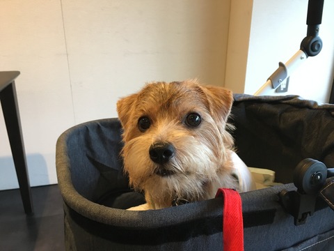 IMG_2030 - コピー