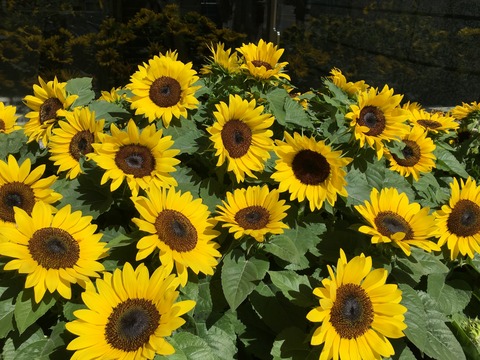 IMG_1741 - コピー