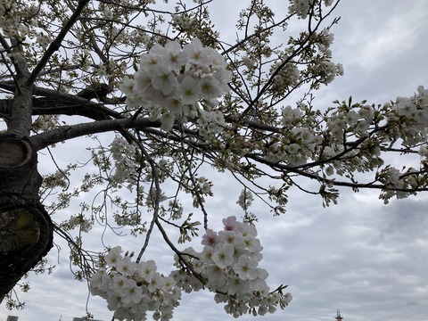 IMG_9274 - コピー