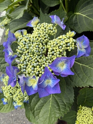 IMG_9962 - コピー