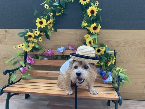 IMG_7635 - コピー