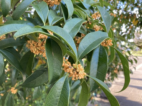 IMG_9652 - コピー