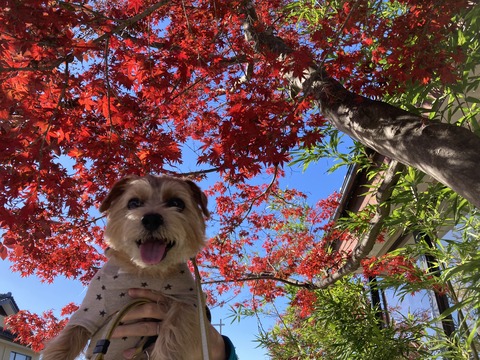 IMG_9681 - コピー