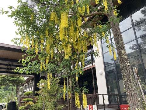 IMG_8461 - コピー