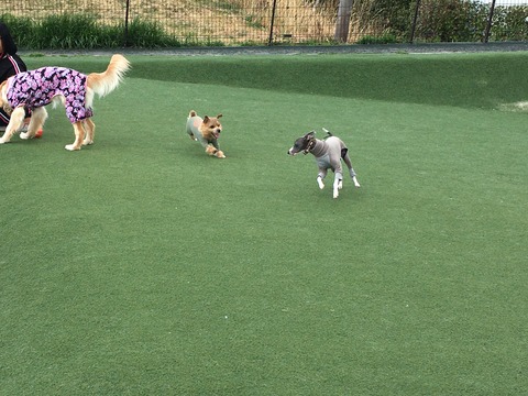 IMG_2583 - コピー