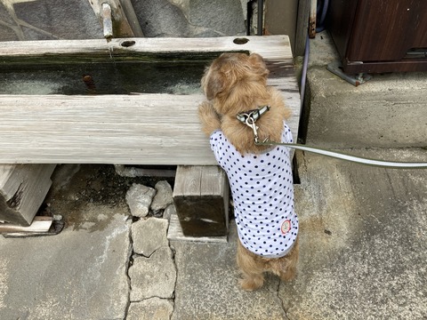 IMG_8459 - コピー