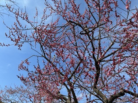 IMG_9748 - コピー