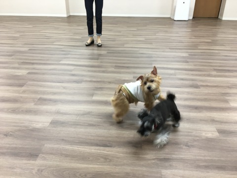 IMG_1774 - コピー