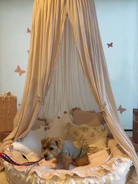 IMG_1993 - コピー