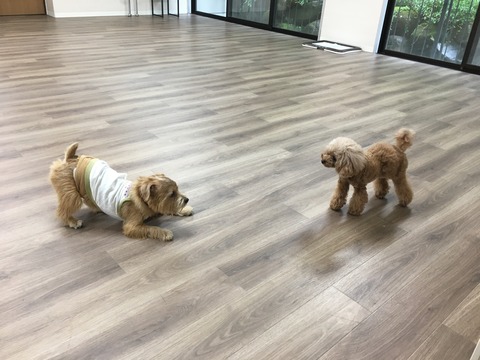 IMG_1777 - コピー