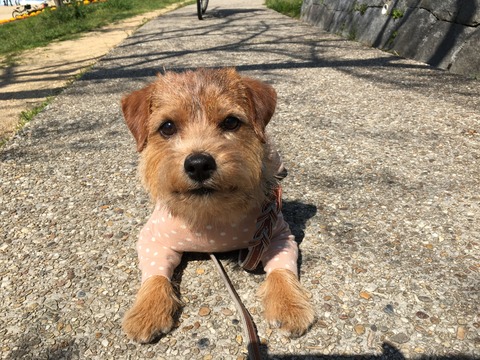 IMG_0594 - コピー