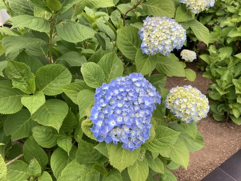 IMG_8447 - コピー