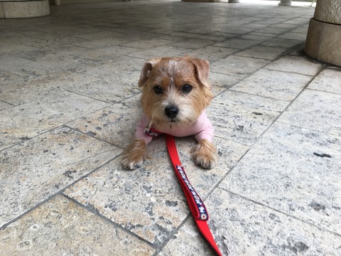 IMG_2565 - コピー