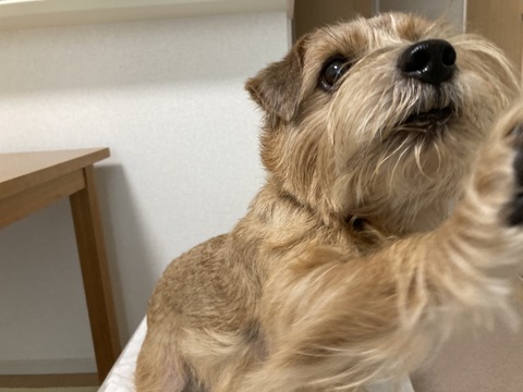 IMG_8850 - コピー