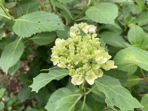 IMG_8446 - コピー