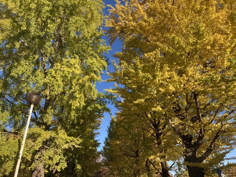 IMG_9667 - コピー