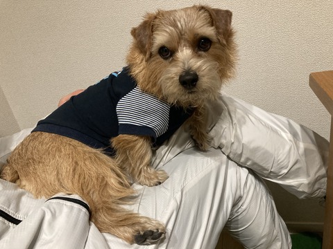 IMG_6352 - コピー