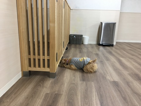 IMG_1726 - コピー