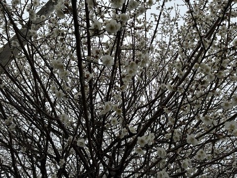 IMG_9782 - コピー