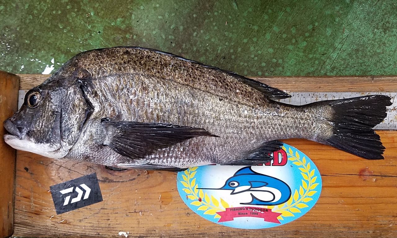 6 19 チヌ 37 5cm 26 4cm 中矢様 上灘にて 釣具のフレンド 釣り力ｕｐ 最新情報