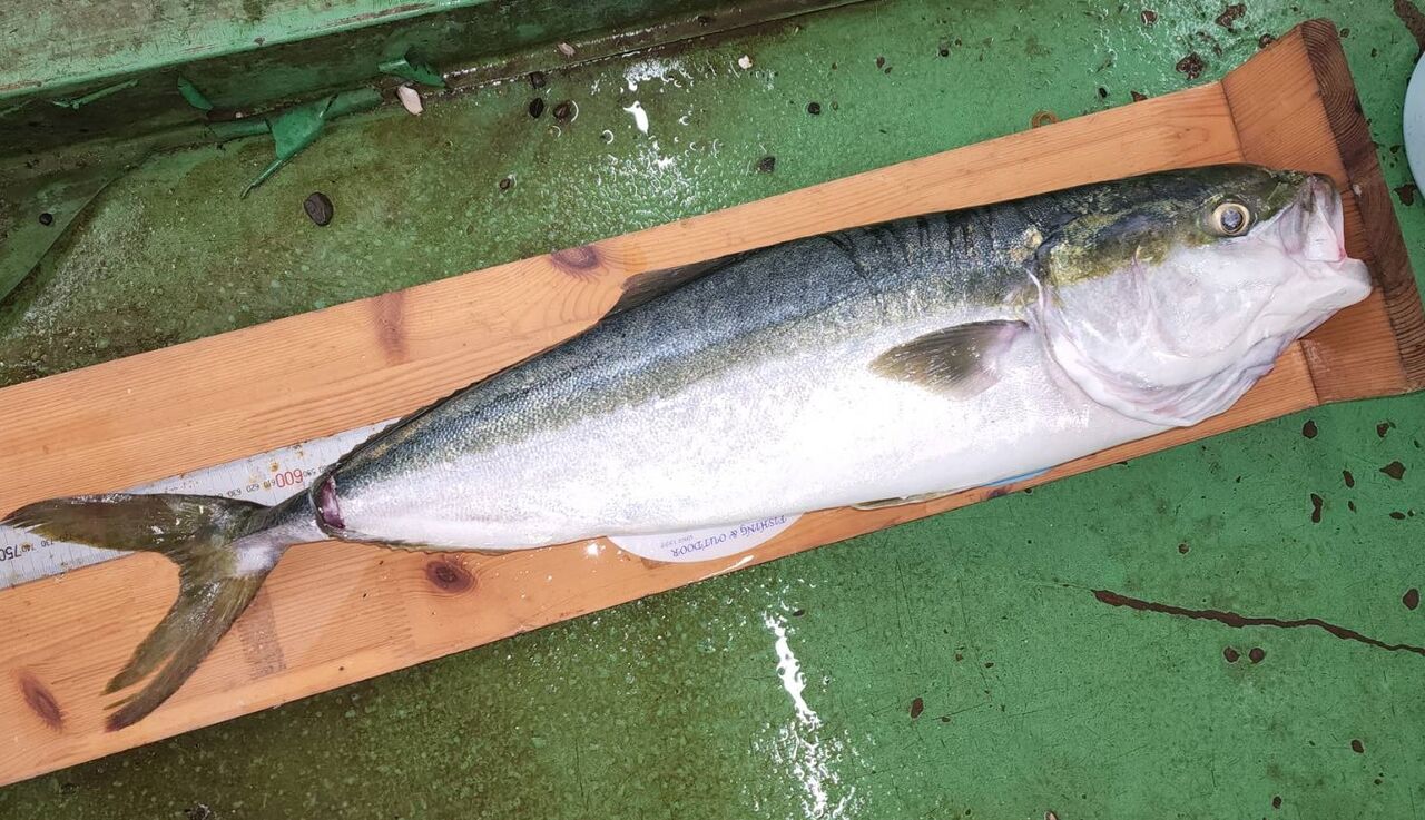 釣具のフレンド~釣り力UP~最新情報 : 9/4 ハマチ75.7cm(伊予港にて)