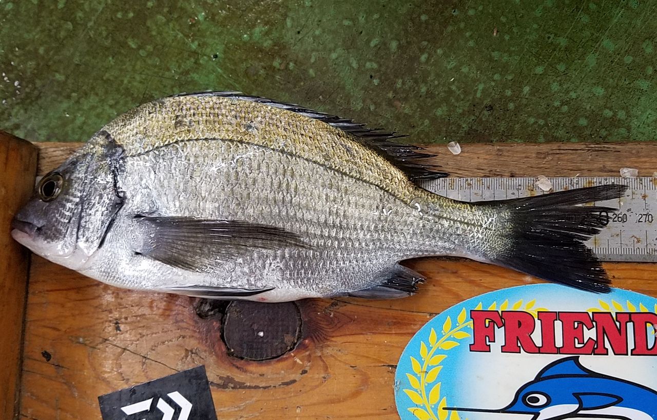 6 19 チヌ 37 5cm 26 4cm 中矢様 上灘にて 釣具のフレンド 釣り力ｕｐ 最新情報