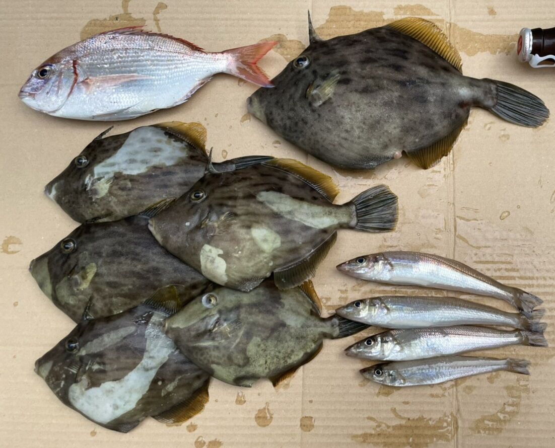 ちょい投げでキス カワハギ 釣具のフレンド 釣り力up 最新情報 ちょい投げでキス カワハギ 釣具のフレンド 釣り力up 最新情報