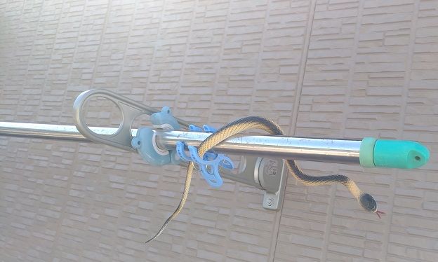 ベランダ バルコニーの鳥糞対策の話 蛇のおもちゃ編 たえの毎日幸せになりたいっ劇場