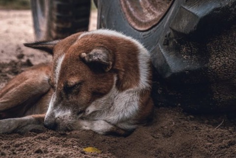 戦時中、家庭から軍に供出させられた犬猫