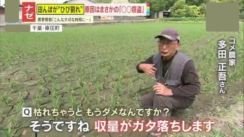 田植え直後の水田がカラカラに