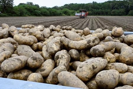 米国産ジャガイモ輸入解禁に強い反対