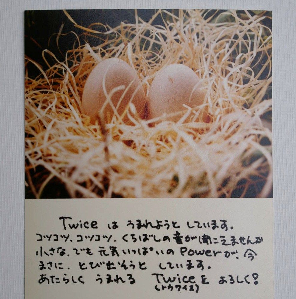 ロゴマーク誕生秘話 Twice Diary