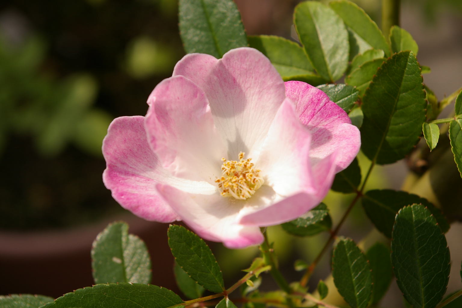 ナニワイバラ？ : Twice Diary