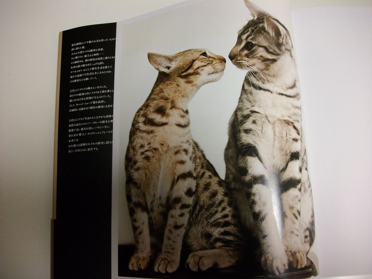 世界で一番美しい猫の図鑑 猫色の人生 La Vie En Rose Chat 世界で一番美しい猫の図鑑 猫色の人生 La Vie En Rose Chat