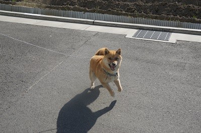 DSC06263 - コピー