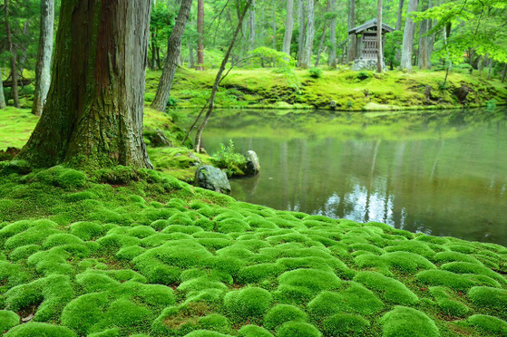 京都苔寺