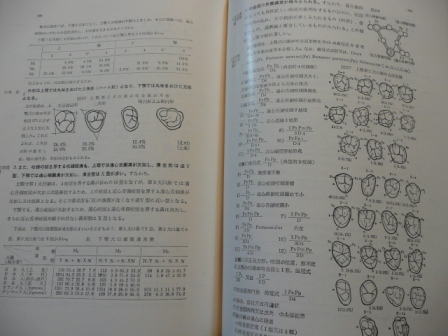 日本人永久歯解剖学 上條雍彦 : moriura dental clinic 予防歯科