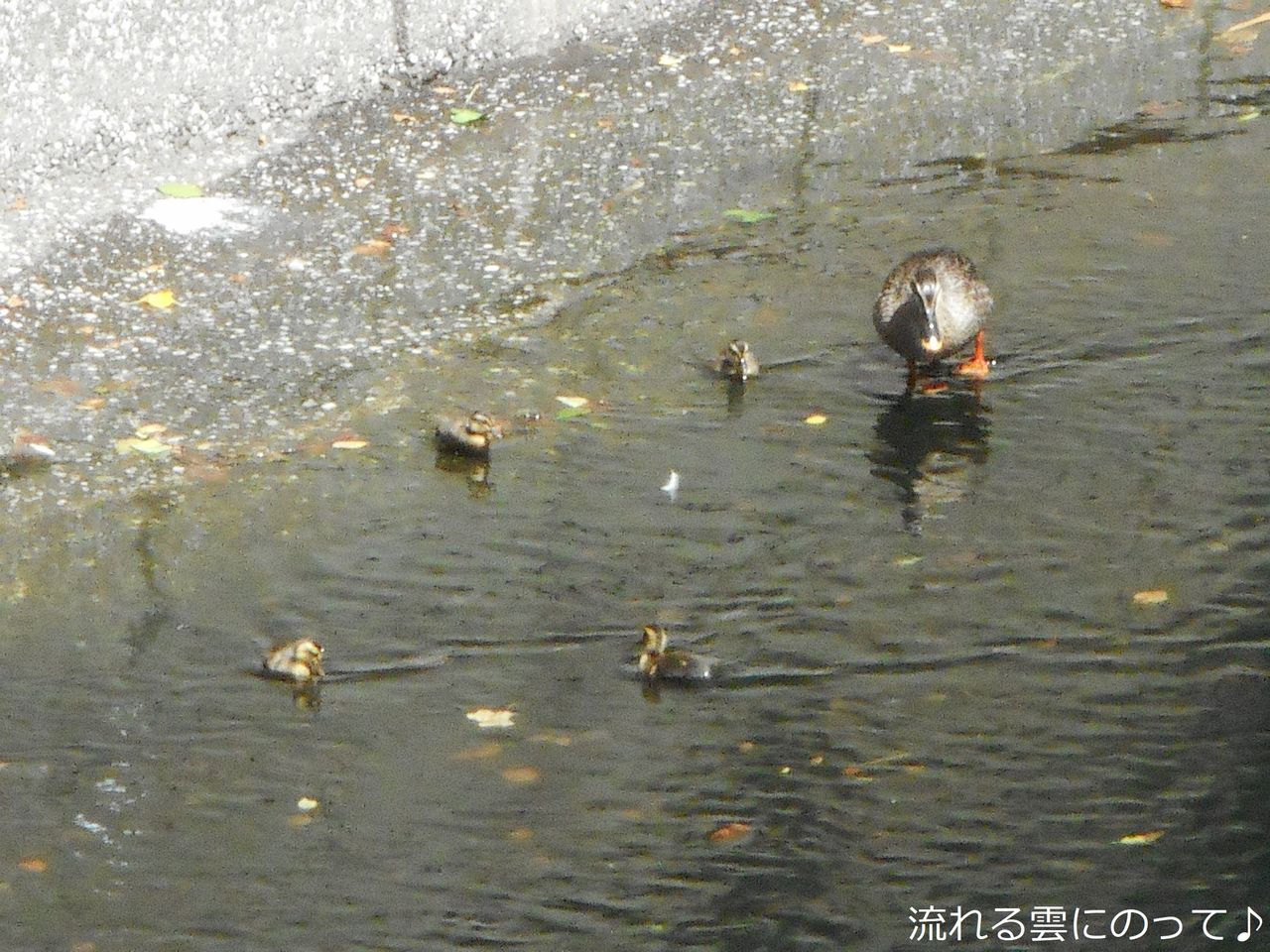 目黒川のカルガモの親子 流れる雲にのって 目黒川のカルガモの親子 流れる雲にのって