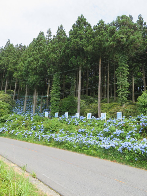 花園あじさい園