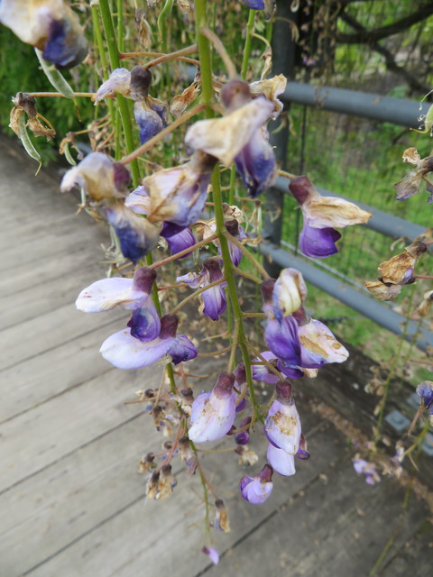 藤の花