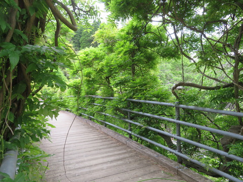 吊り橋