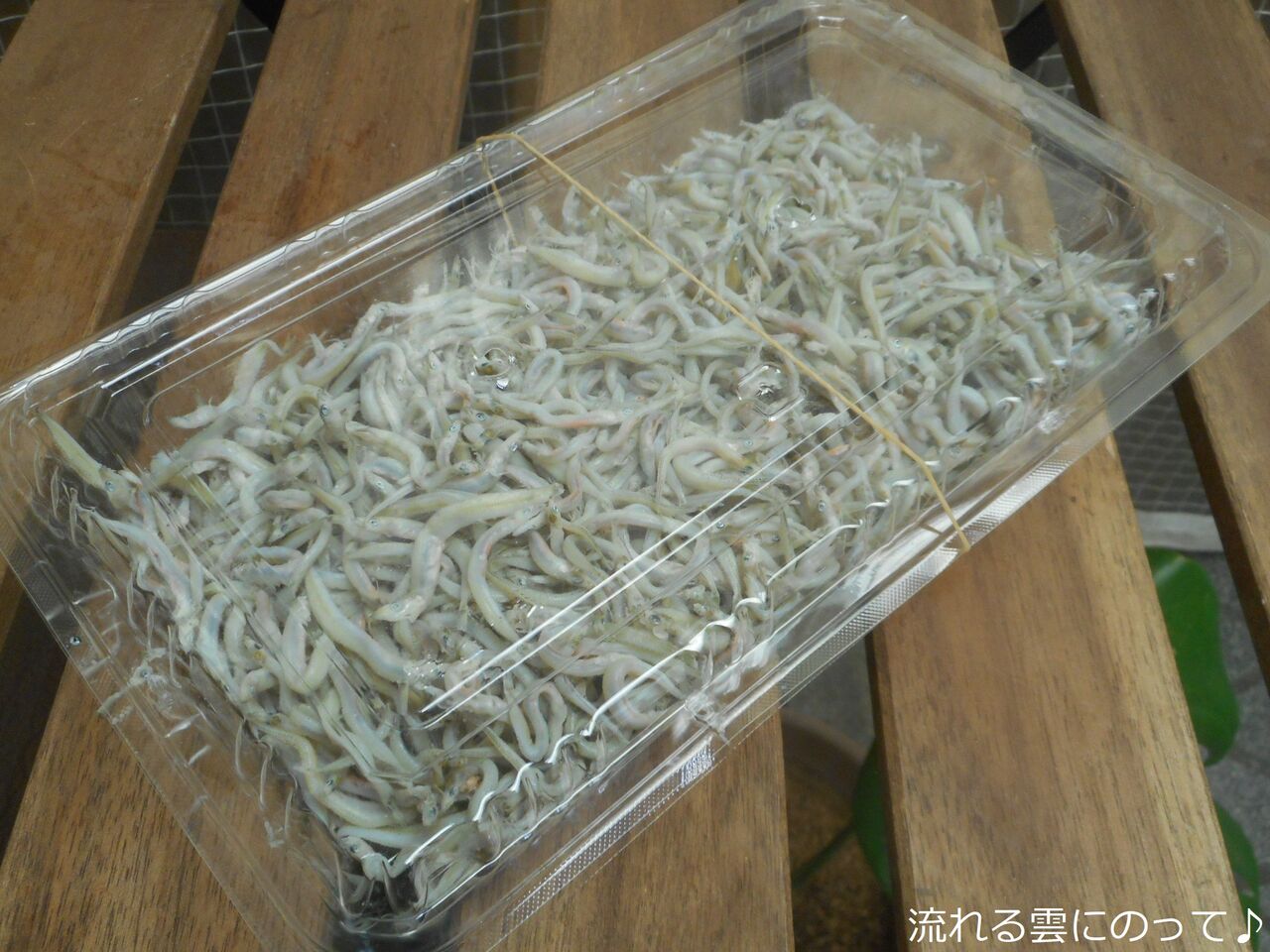 座古海産の釜揚げ 流れる雲にのって