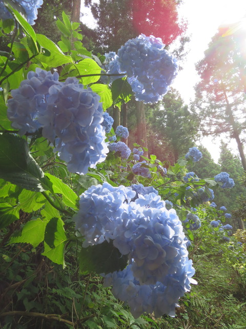 花園あじさい園