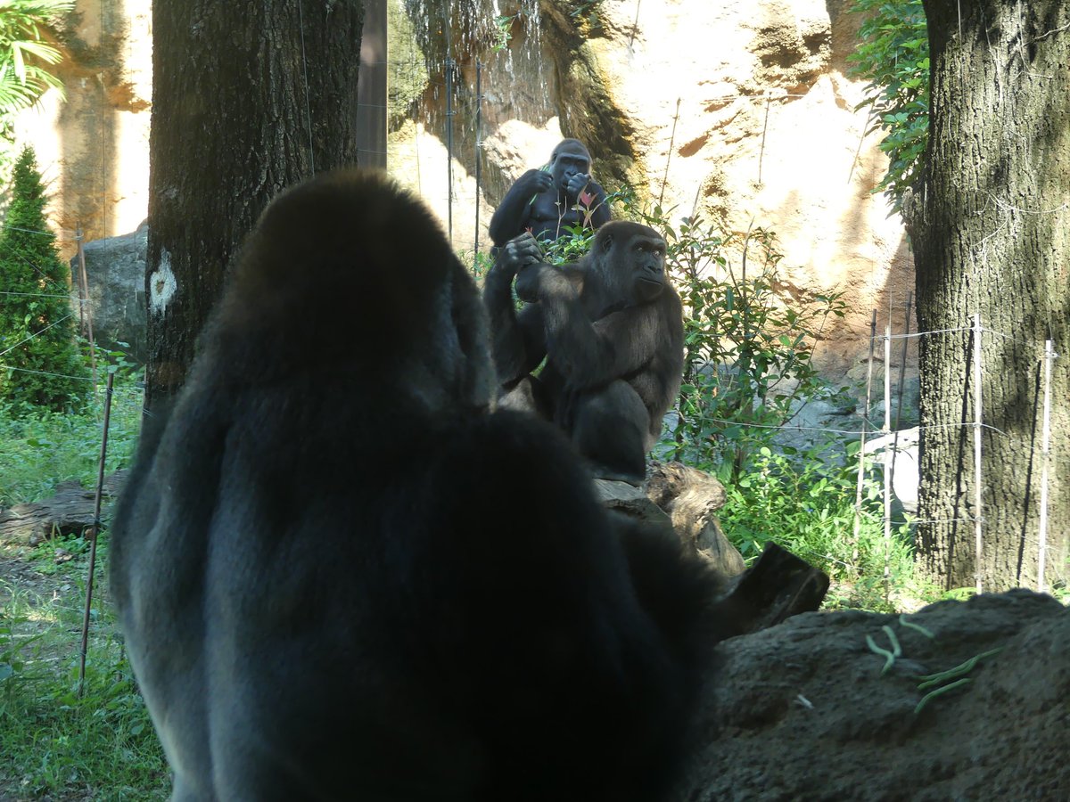 世界ゴリラの日 21年9月24日 金 ツイ速まとめ