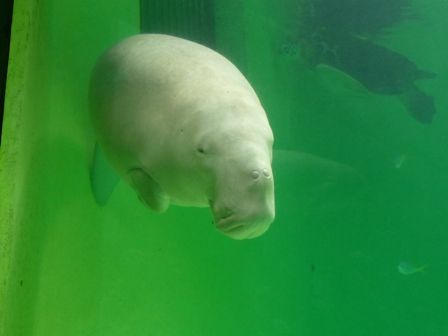 鳥羽水族館 ジュゴンちゃん 朋的見聞録
