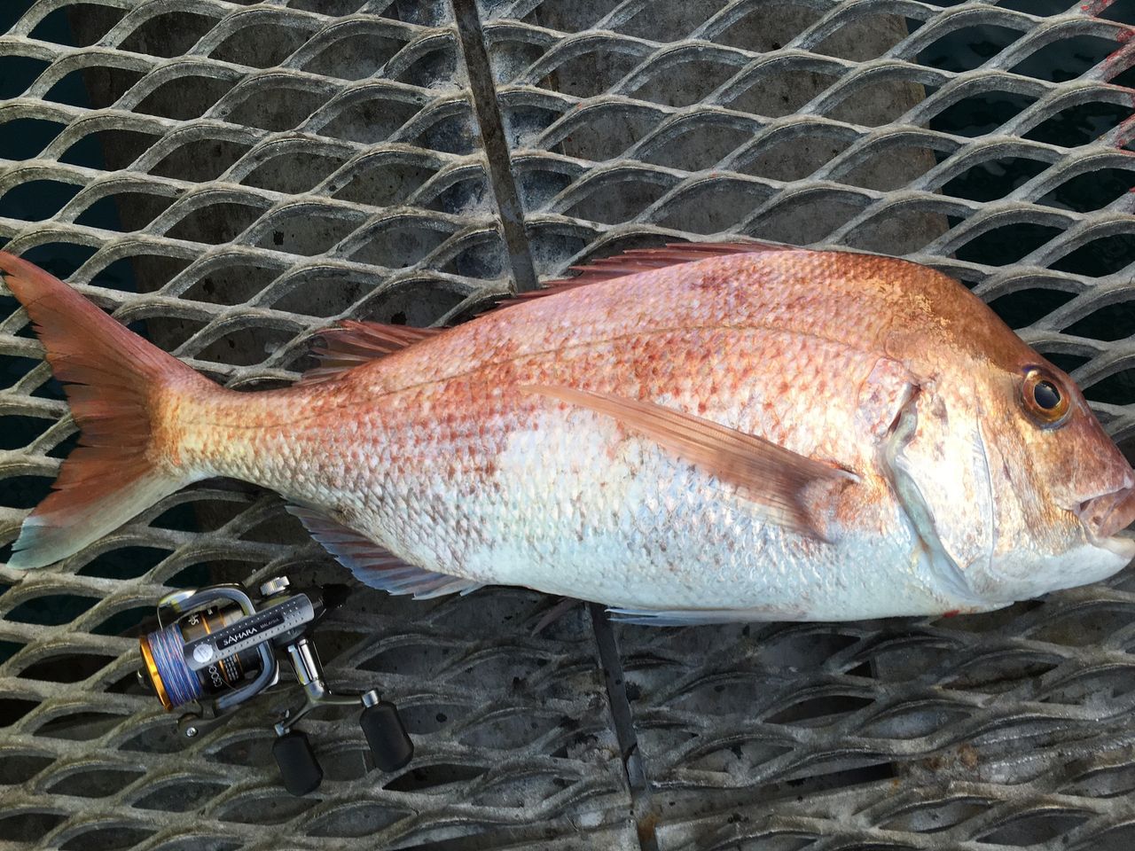6年目 釣行記 秋の釣り大会 エピローグ 編 ツープラトンのパチンコ情報ブログ