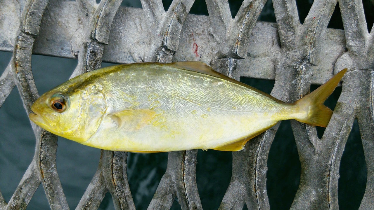 羽根モノとスタート至上主義 ツープラトンのパチンコ情報ブログ