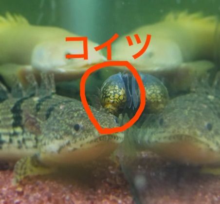 熱帯魚 ネコとインコとサカナとネズミとヘビとトカゲと 熱帯魚 ネコとインコとサカナとネズミとヘビとトカゲと