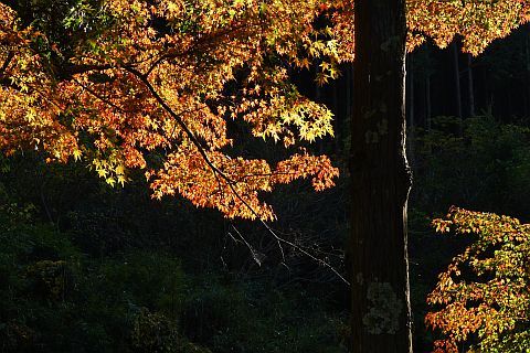 Colored Leaves 2010 1-4m P1010316-2
